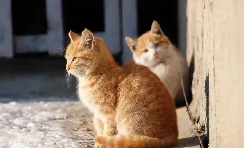 这篇救助手册里全有了_动物_进行_条件