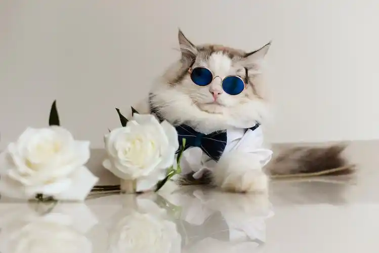 帅气双色布偶猫穿着衬衫戴着眼镜手拿玫瑰约会一定成功