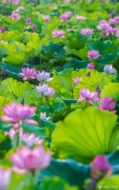 盛夏光影##快来拍一夏##醉美夏天##微博vc计划##夏天那些治愈系的风景