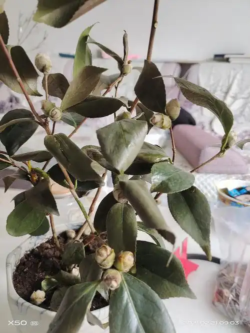 茶花开始掉叶0101