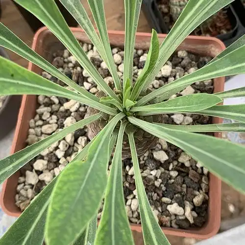 仙人描春实生苏铁大戟铁甲仙人掌掌科多肉植物多肉植物