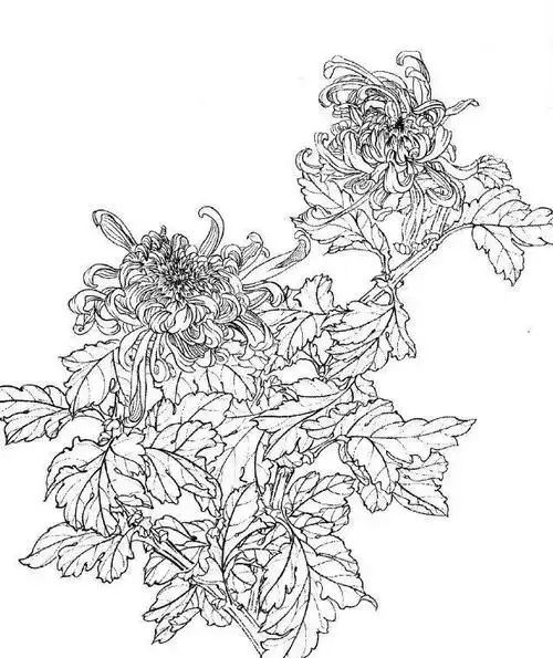 工笔画白描图谱之菊花