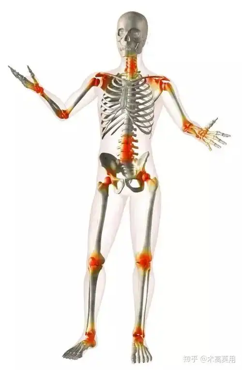 【典传筋骨发劲】从筋膜学的角度看懂典传筋骨体系!