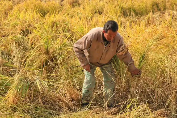 终于到了收获的季节,这片水稻即将收割.
