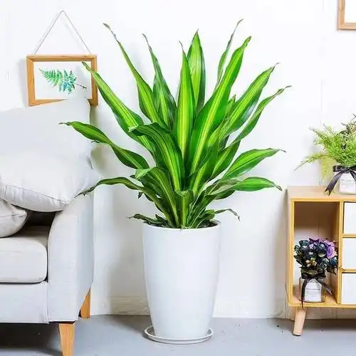 室内观叶植物(室内观叶植物100种) 资讯 第22张