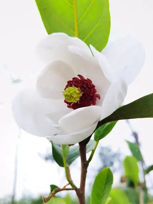 淡淡幽香拂面来天女木兰花