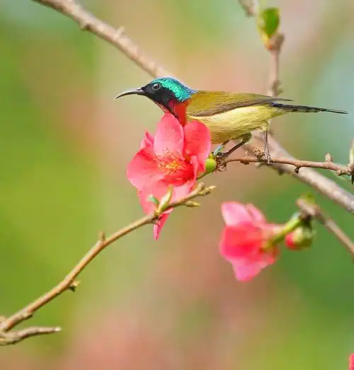 终于拍到心中想要的花鸟图了