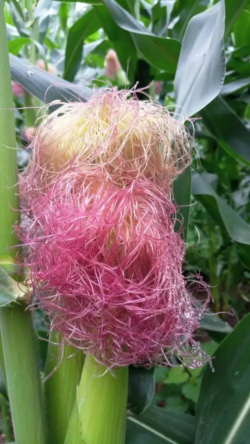 我家的玉米真漂亮!