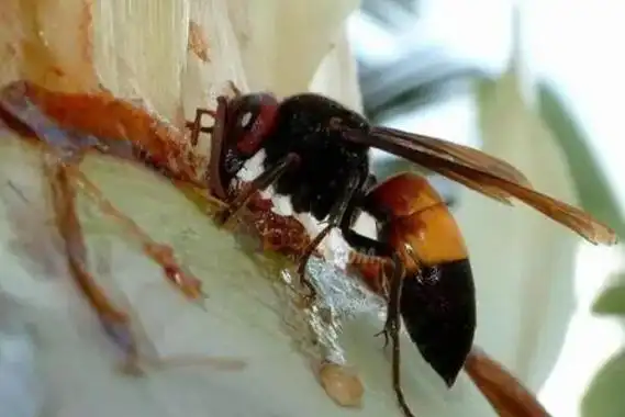 世界蜇人最疼的十大昆虫造纸胡蜂上榜第一是体型最大的蚂蚁
