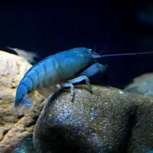 夏正5945淘宝非洲巨型网球虾草缸热带观赏虾宠物虾活体工具虾可以和