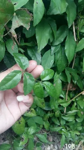 这种叫三叶青的绿藤 传说可以治疗各种癌症