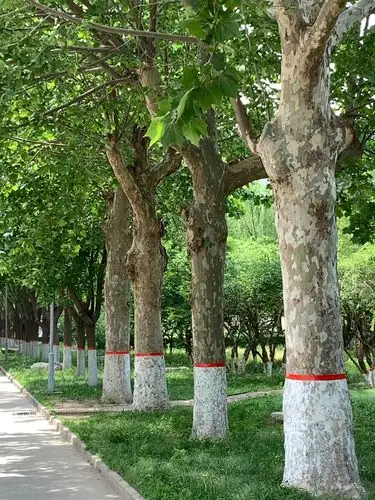 优美的园林绿化树悬铃木也叫法国梧桐美国梧桐