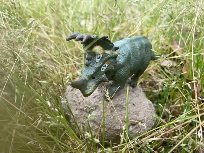 多美卡中国角龙