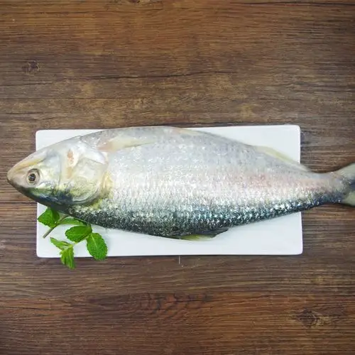 带箱大冰鲜鲥鱼1条约1.6斤-1.9斤 顺丰包邮江浙沪 长江三鲜