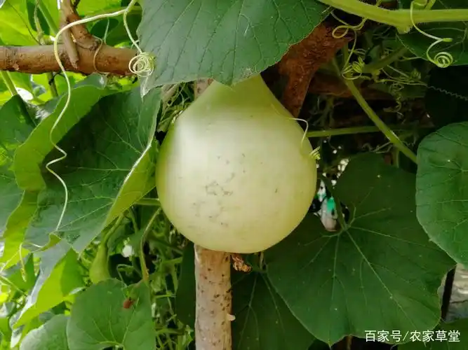 吃了这么多年的菜葫芦,现在才知道,它有这么好的保健作用