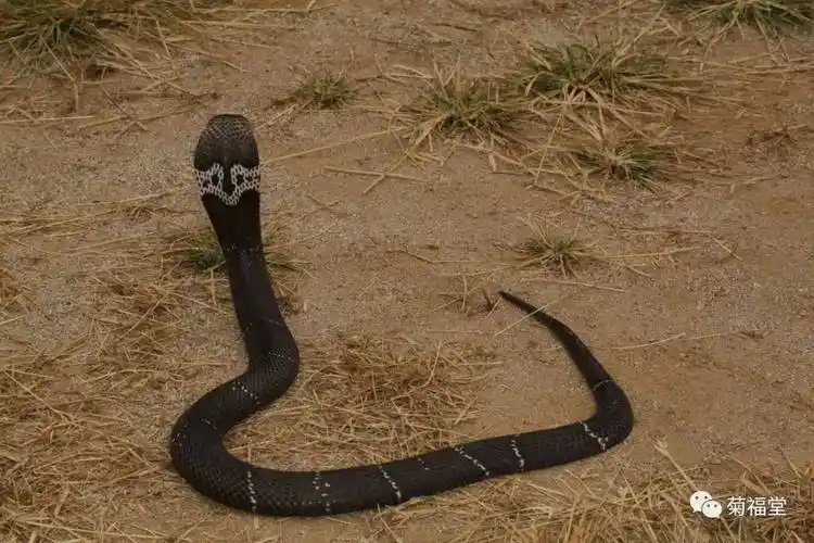 蛇类图谱带你走进蛇博馆眼镜蛇