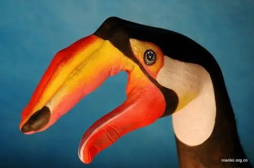 绝美艺术:一只手模仿出来的动物 | 鸟类网图片