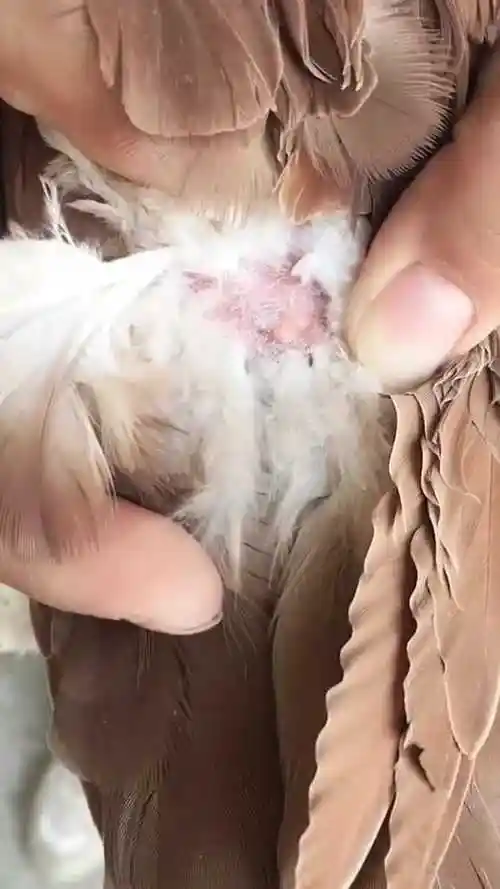 正确分辨鸽子公母的方法你学会了吗