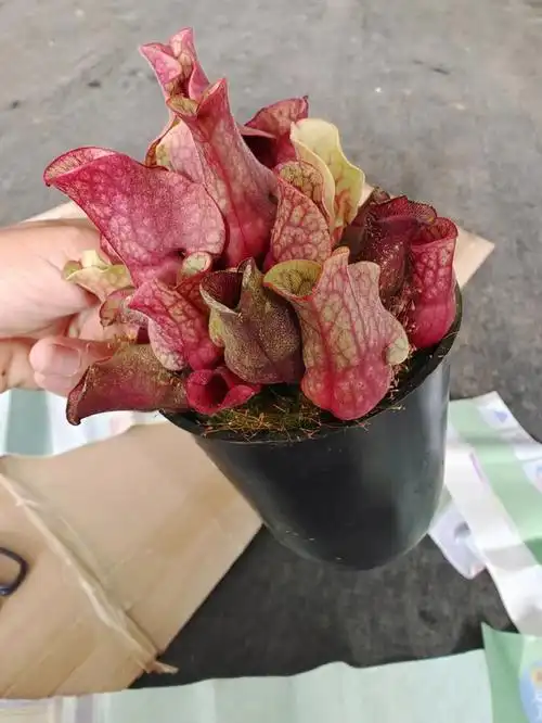 老桩瓶子草一件15盆