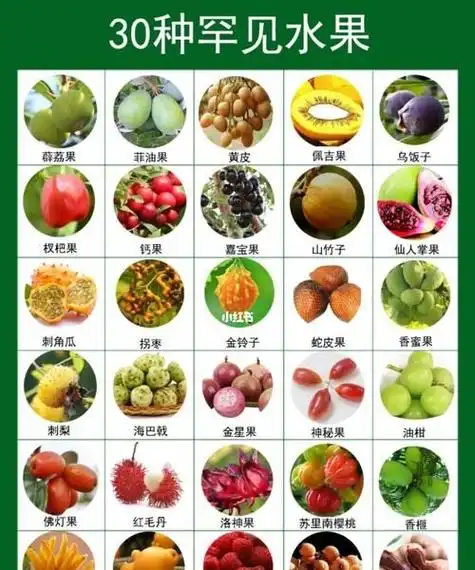 00种水果名字,水果大全名字100种水果图片图3