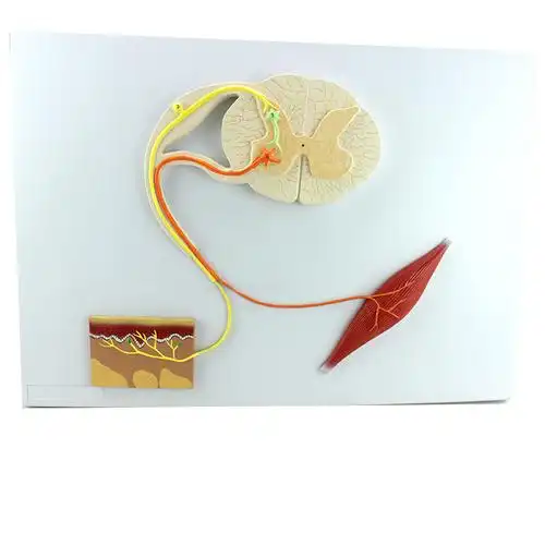 反射传导神经模型生物医院院校高职教具演示教学仪器