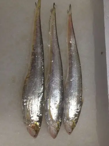 《供应》刘兴水产 新品专业出售野生淡水刀鱼0.12kg