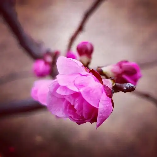 梅园—梅花 - 美篇