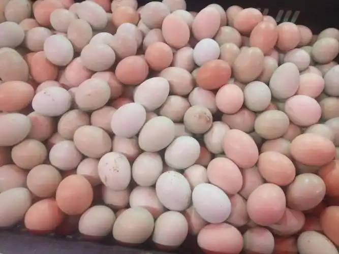 供应大厅  禽畜肉蛋  鸡蛋 商品属性 品种名:山地鸡鸡蛋 品种名:山地