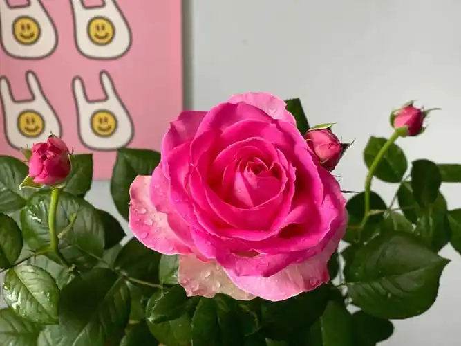 糖果雪山  #月季  #玫瑰花  #切花