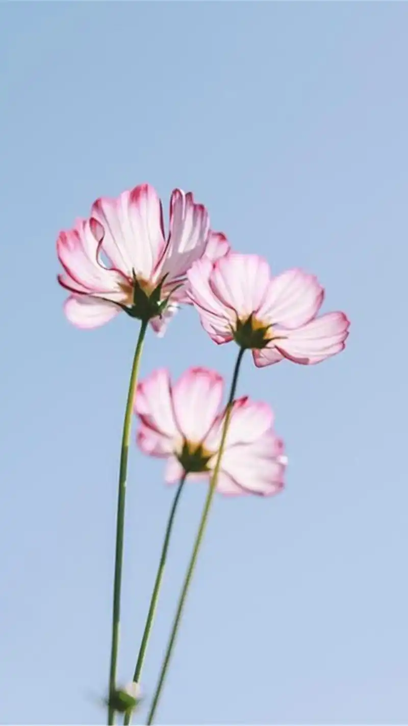 清新花朵图片摄影手机壁纸