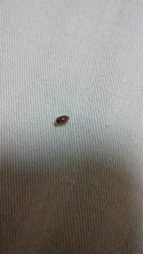 像甲壳虫的棕色虫子,在家里床上发现,1毫米左右,对人类有危害吗?