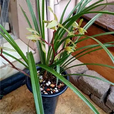 送春下山浓香红花. - 中国兰花交易网