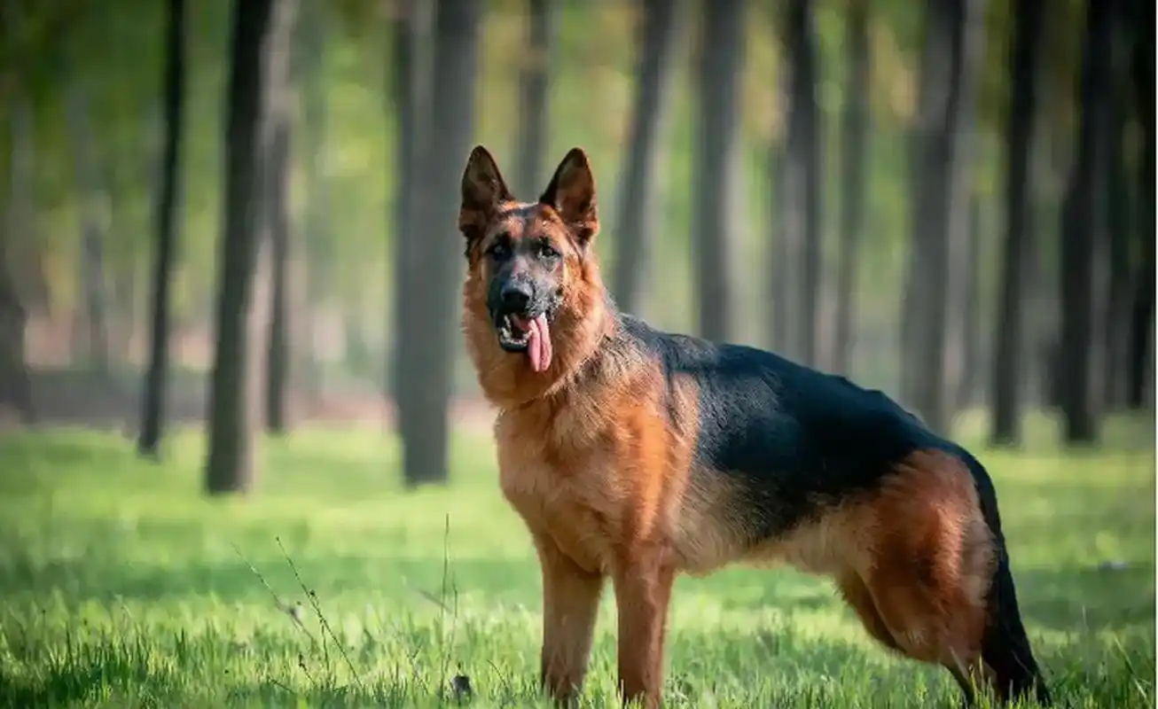 广东广州,男子入室盗窃,见到院内有2条大狼狗,遂买来安眠药投入食物
