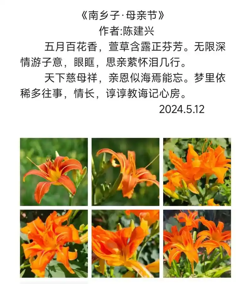 暮春之暮,初夏之初,默默地看门前的萱草花开出橘黄柔美的花朵