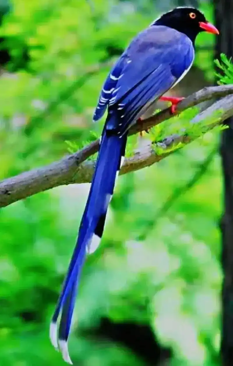 辑网络照片:喜鹊.#精彩片段分享给大家欣赏 #一首好听的歌分 - 抖音