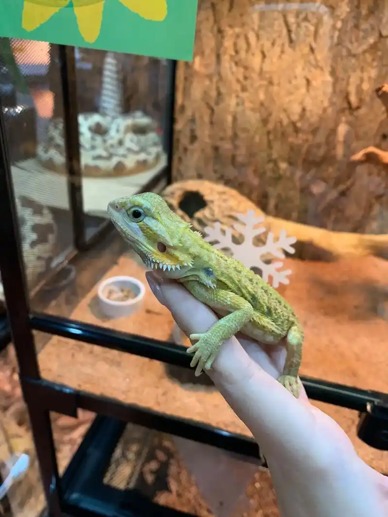 鬃狮蜥.黄色系的,年底显贵气#爬宠 #鬃狮蜥 - 抖音