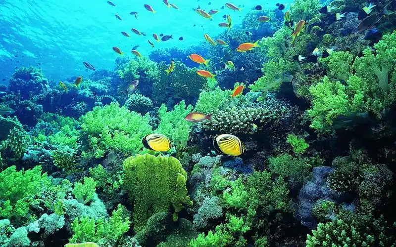 高清海底世界鱼动态壁纸图片