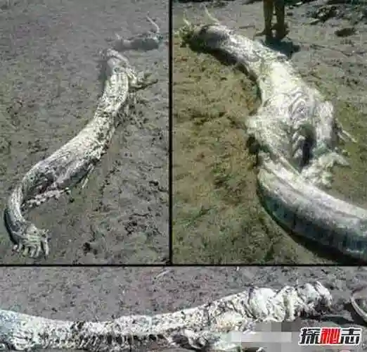 当时,老百姓认为天降巨龙是吉祥之物,为了使困龙尽快上天,人们有的用