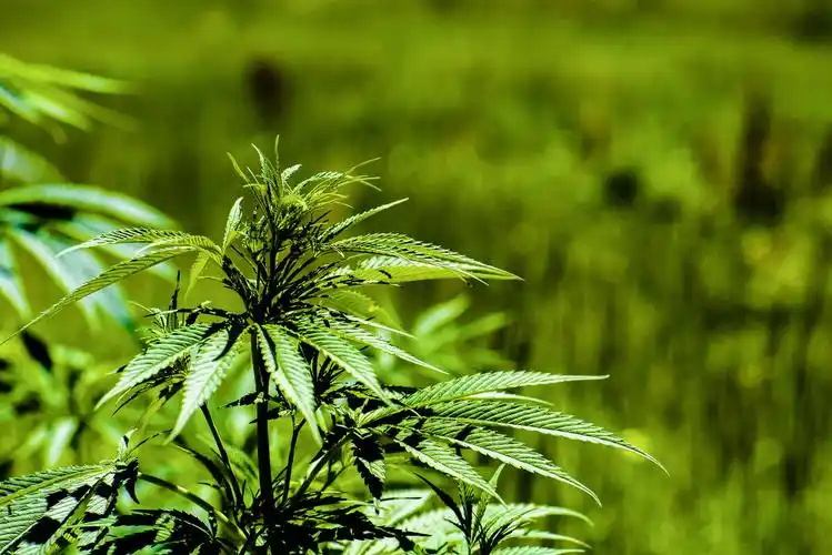 小五台野生植物火麻