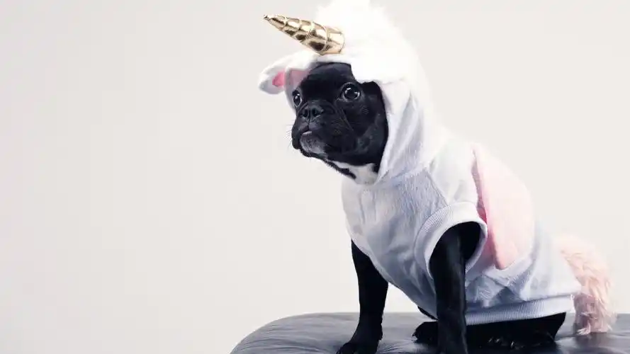 壁纸 有趣的狗,独角兽 3840x2160 uhd 4k 高清壁纸, 图片, 照片