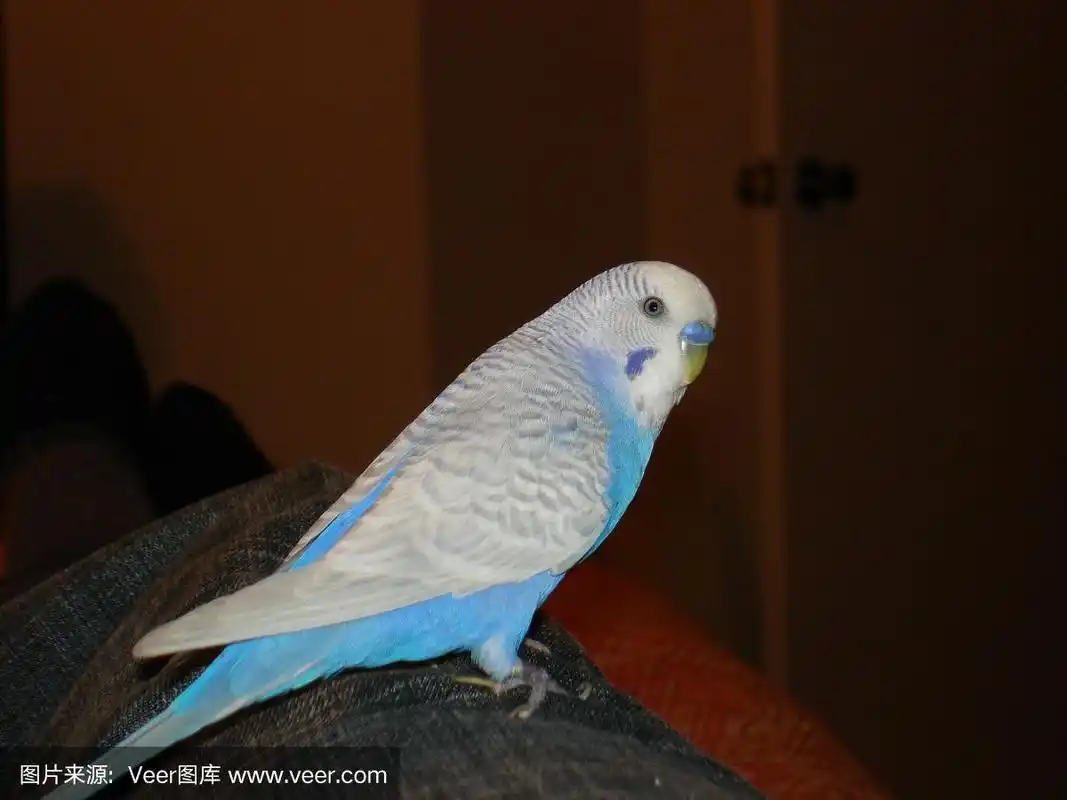 浅蓝色和白色的长尾鹦鹉