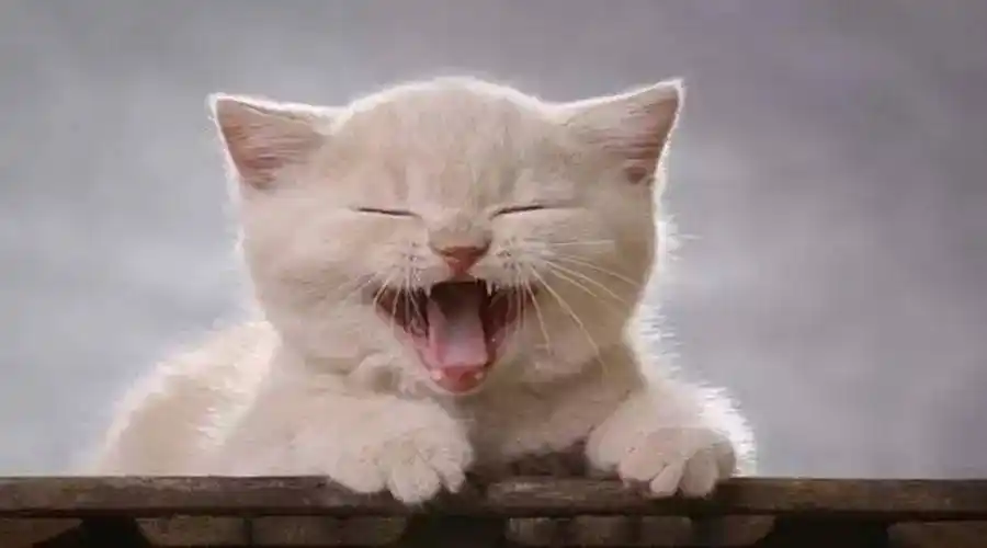 听说这8张图可以把人叫醒,今天小编给你全新解读