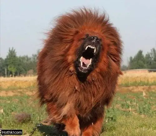 全世界最凶猛恐怖的狗!