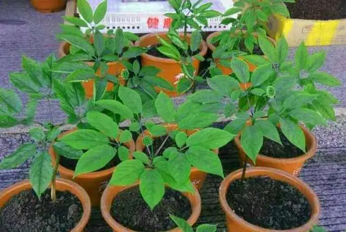 西洋参苗 花旗参苗 美国人参苗 人参盆栽苗