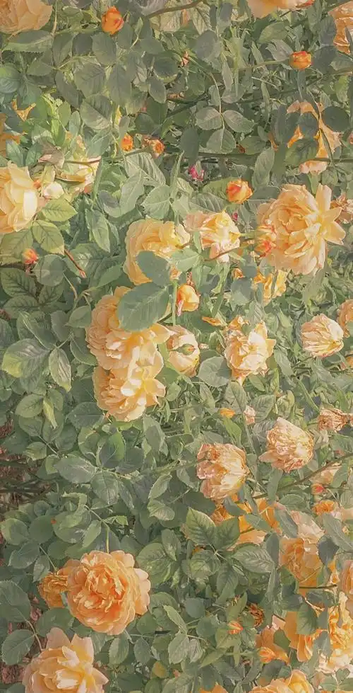 封面壁纸背景花