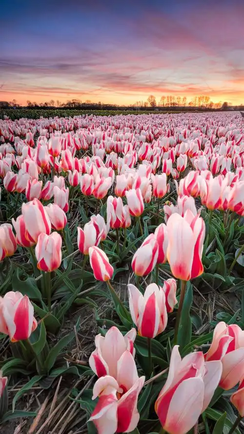 【春·荷兰之郁金香】春天的荷兰,郁金香成… - 堆糖,美图壁纸兴趣社