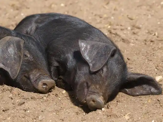 睡小猪,两个黑仔猪躺在泥土中睡着了.