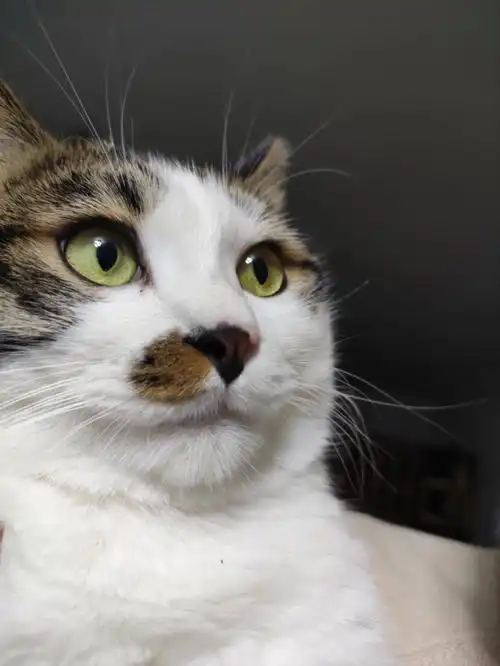 它眼神中透露出不屈