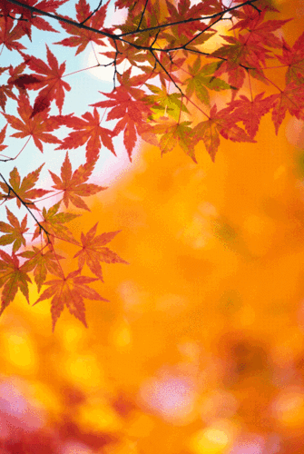 640_955竖版 竖屏gif 动态图 动图