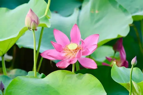 夏日荷花别样红,桂水村荷花成了一道风景线,每天前来观赏的游客和摄影